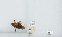 Image of Bombus atripes Smith 1852