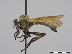 صورة Damalis femoralis Ricardo 1925