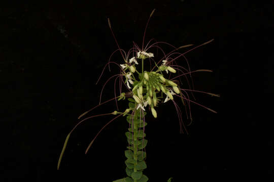 Image of Cleome spinosa Jacq.