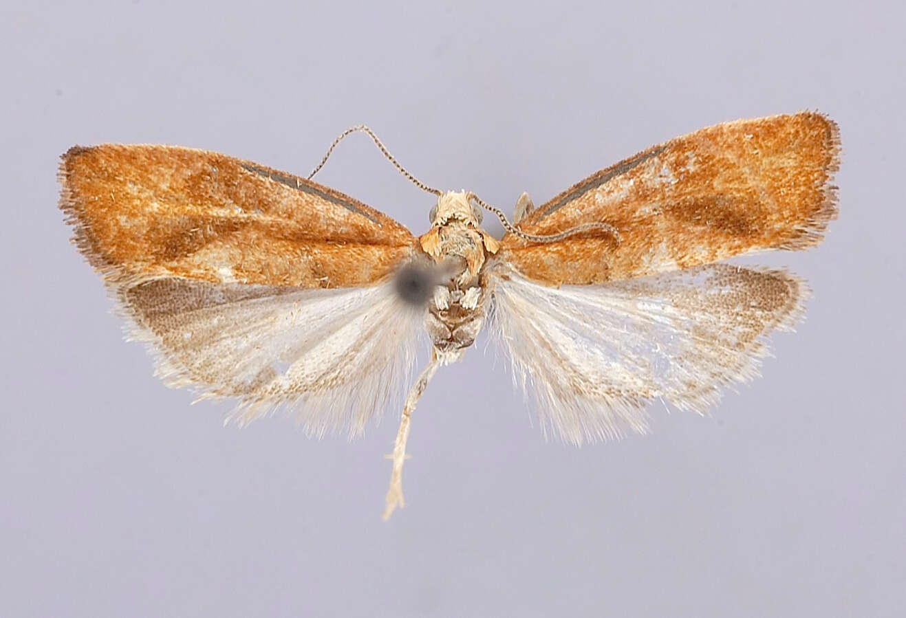 Image of Epinotia cruciana (Linnaeus 1761)