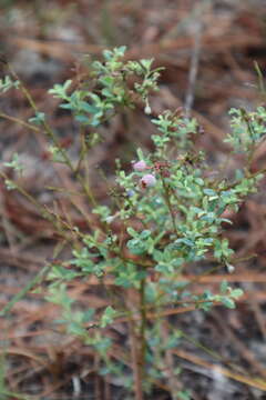 Image of Darrow's blueberry