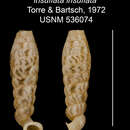 Image of Tetrentodon insuflatus insuflatus C. de la Torre & Bartsch 1972