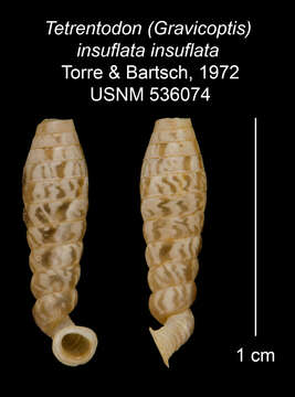 Image of Tetrentodon insuflatus insuflatus C. de la Torre & Bartsch 1972