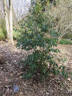 Image of Ilex litseifolia Hu & T. Tang