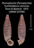 Image of <i>Pycnoptychia humboldtiana cisnerosi</i> Torre & Bartsch