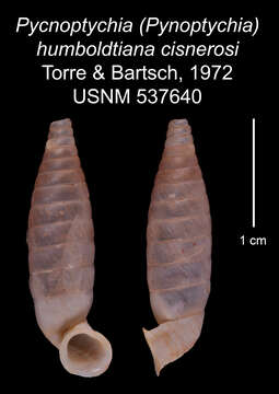 Imagem de <i>Pycnoptychia humboldtiana cisnerosi</i> Torre & Bartsch