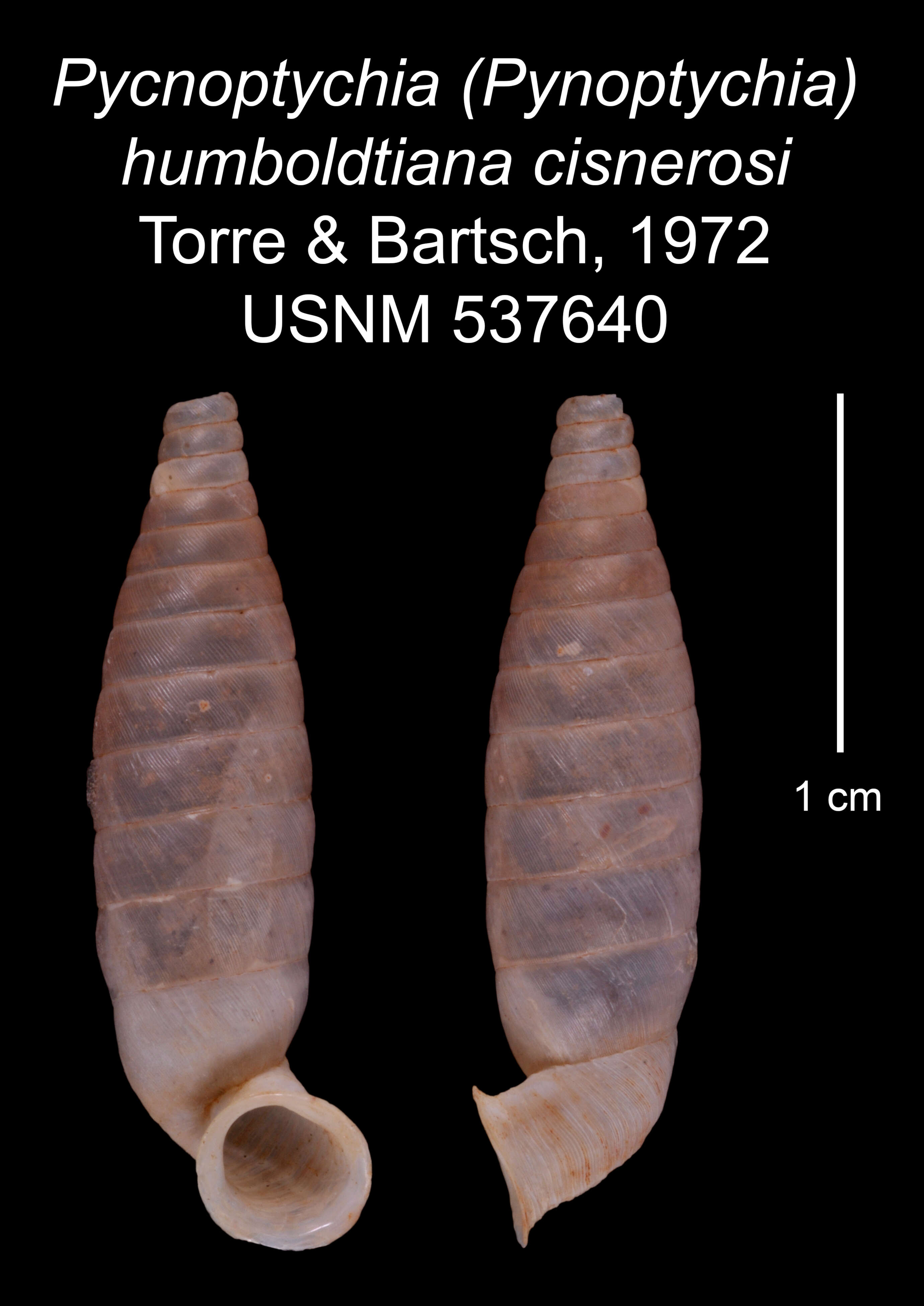 Imagem de <i>Pycnoptychia humboldtiana cisnerosi</i> Torre & Bartsch