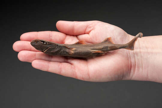 Image of Dwarf Lanternshark