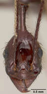 Image of Aphaenogaster dromedaria (Emery 1900)