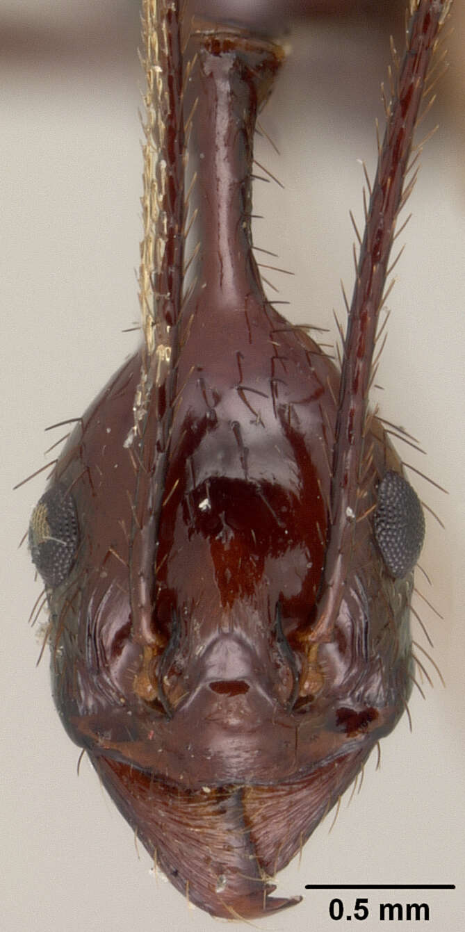 Image of Aphaenogaster dromedaria (Emery 1900)