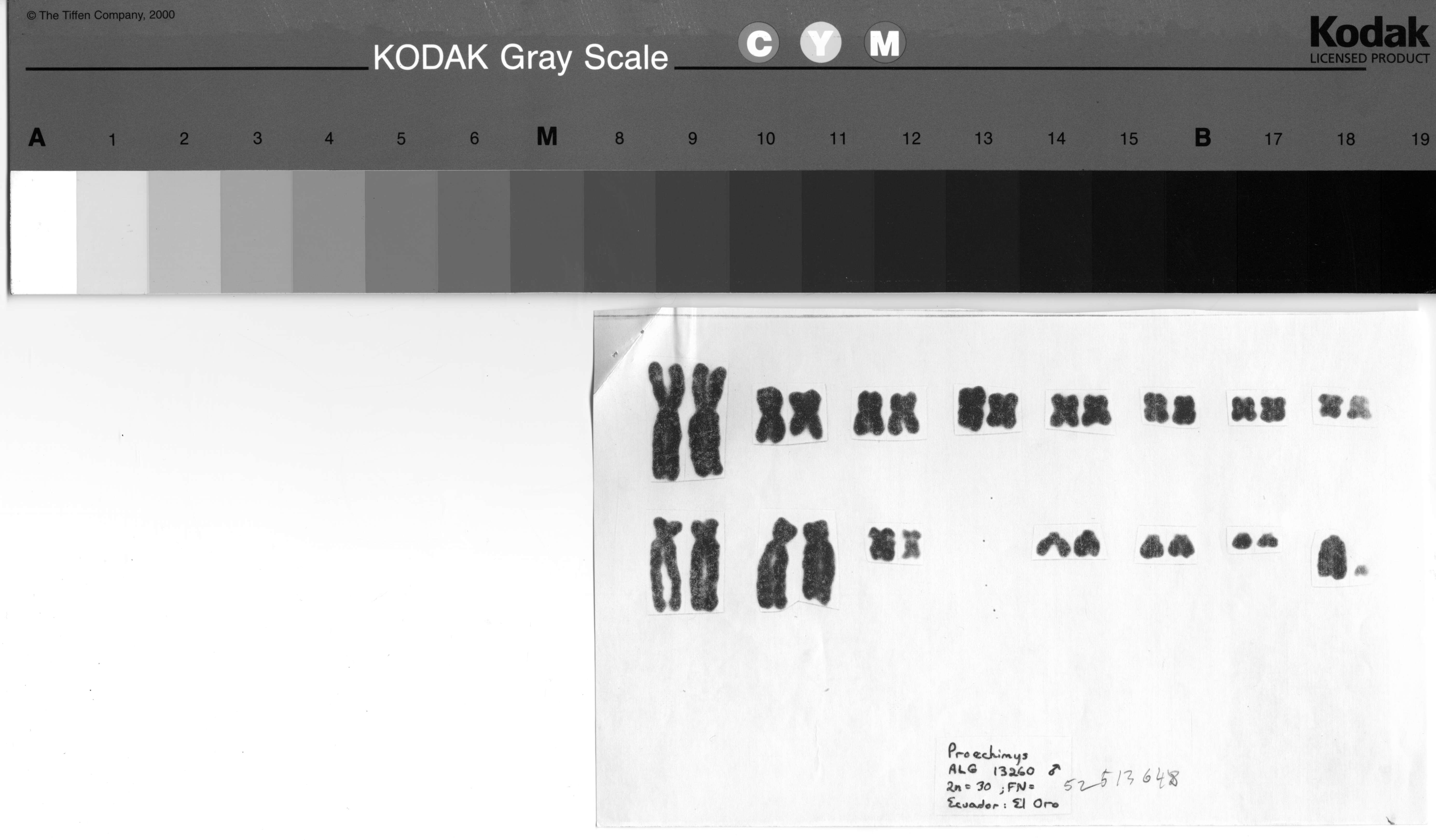 Image of Spiny Rat