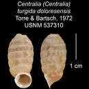 Plancia ëd <i>Centralia turgida doloresensis</i> Torre & Bartsch