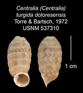 Image of <i>Centralia turgida doloresensis</i> Torre & Bartsch