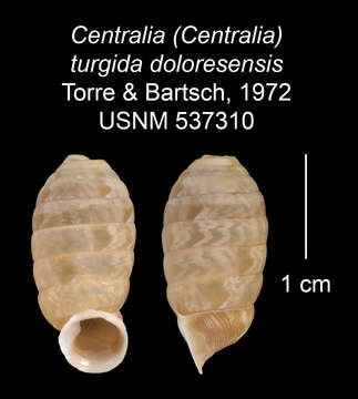 Image of <i>Centralia turgida doloresensis</i> Torre & Bartsch