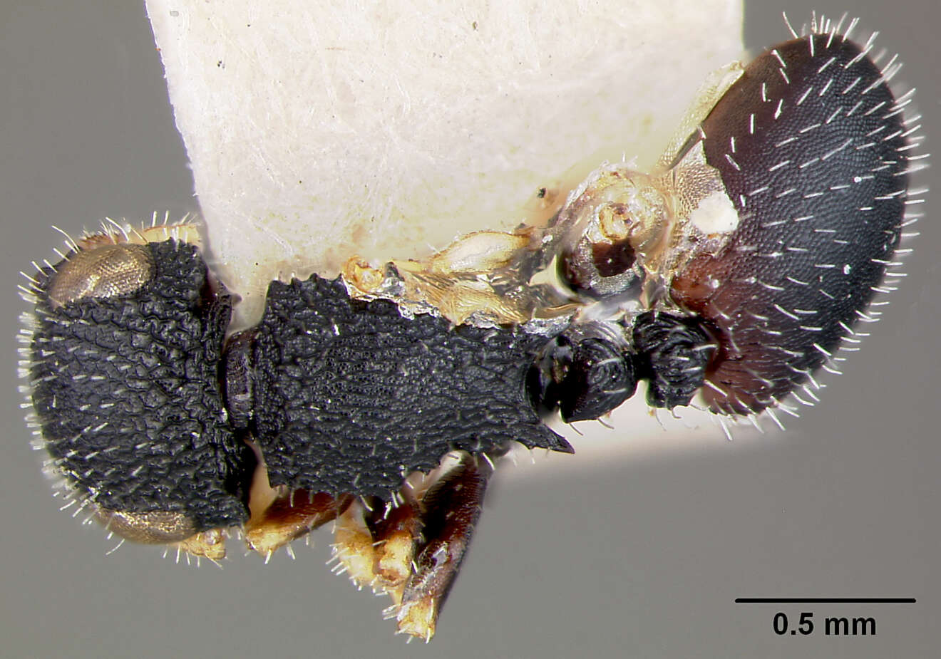 Image of Cataulacus traegaordhi var. plectroniae