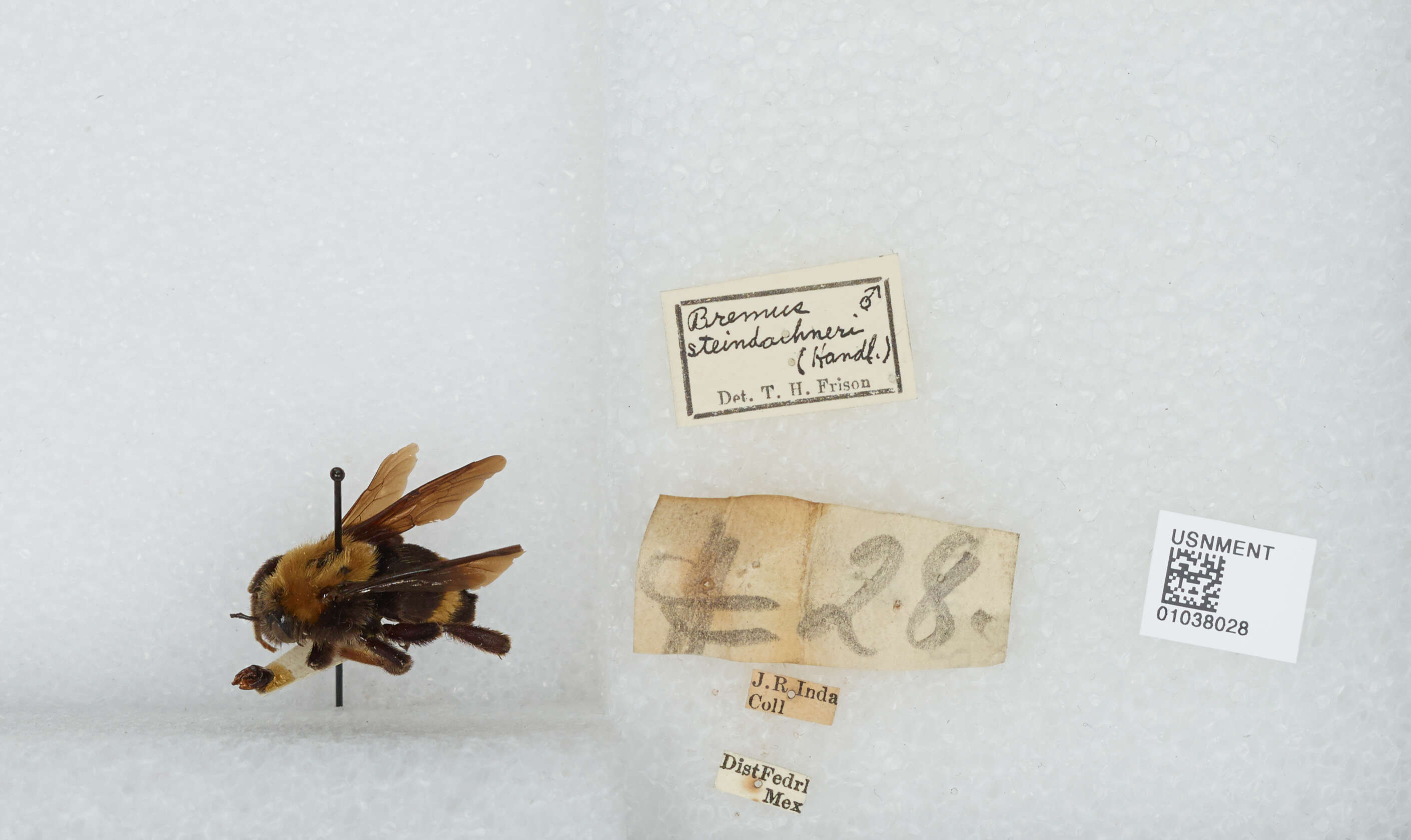 Image of Bombus steindachneri Handlirsch 1888