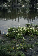 Image of white marsh marigold