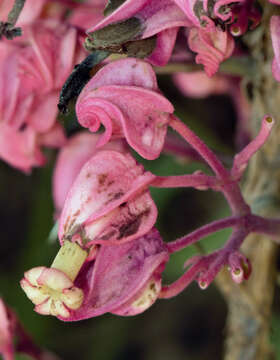 Image of Fridericia speciosa Mart.