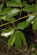 Слика од Paullinia pinnata L.