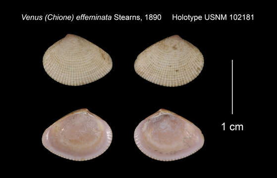 Sivun Chioneryx cardioides (Lamarck 1818) kuva