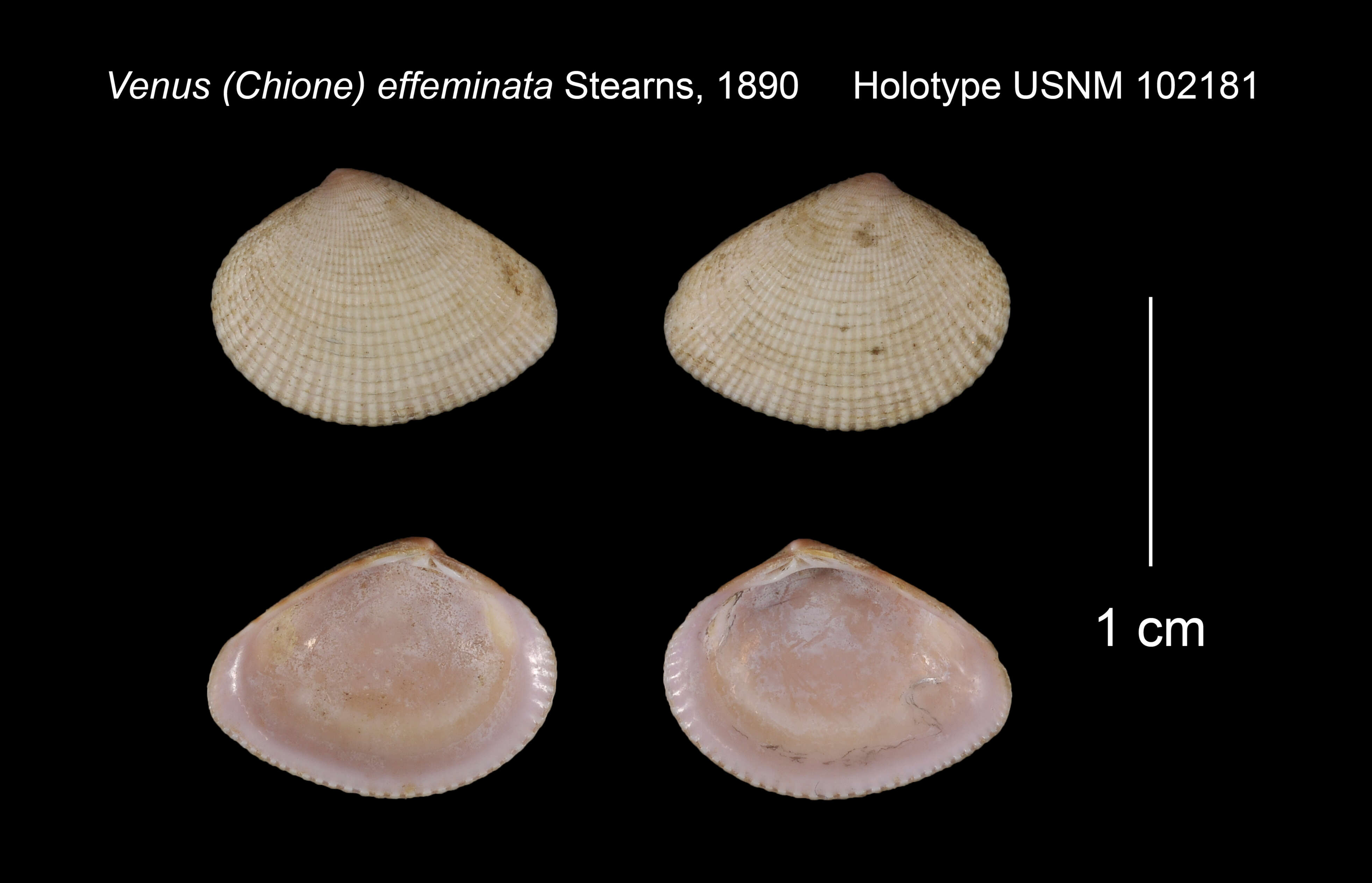 Image de Chioneryx cardioides (Lamarck 1818)