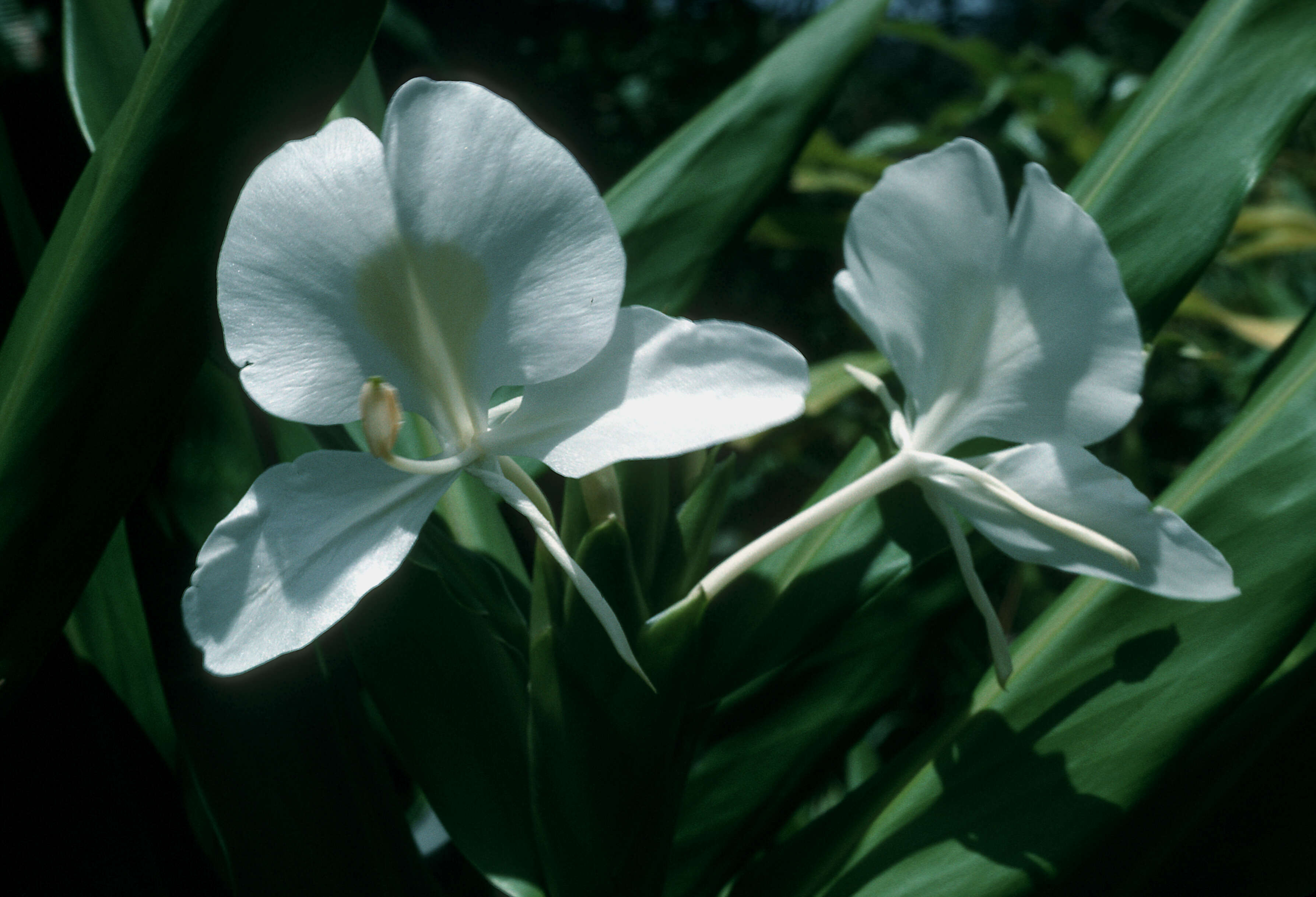 Image of white garland-lily