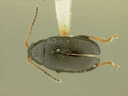 Image of Phyllotreta polita Chittenden 1927