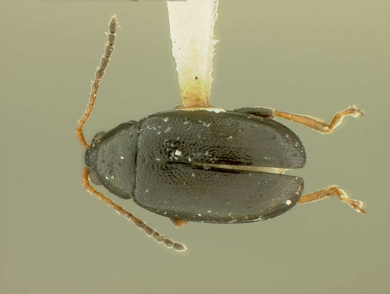 Image of Phyllotreta polita Chittenden 1927