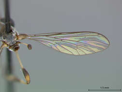 Image of Beameromyia