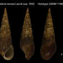 Image of <i>Melania lancea</i> I. Lea & H. C. Lea 1851
