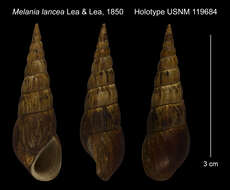 Image of <i>Melania lancea</i> I. Lea & H. C. Lea 1851