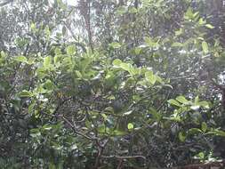 Plancia ëd Psychotria greenwelliae Fosberg