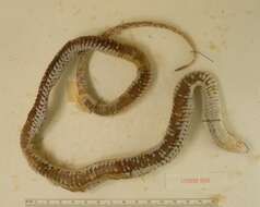 Image of Thamnophis elegans vagrans (Baird & Girard 1853)