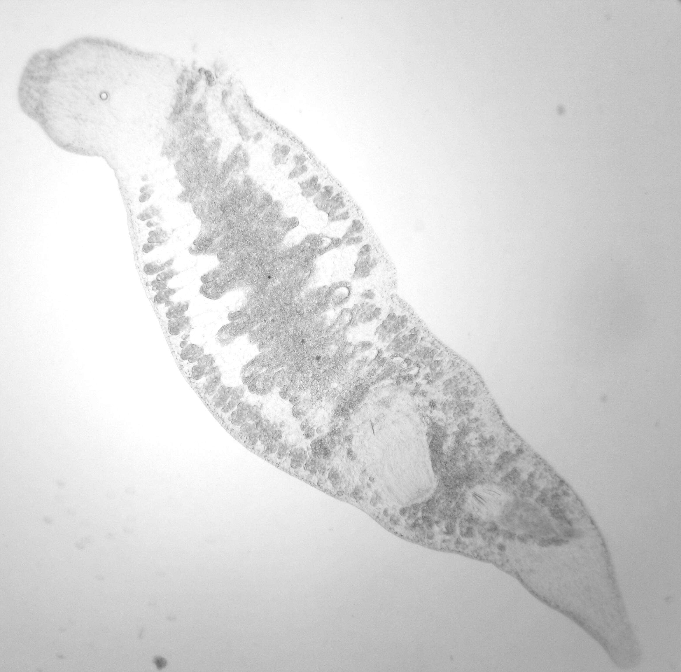 Image of Xenotoplana Ax, Weidemann & Ehlers 1978