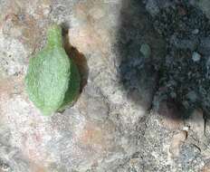 Imagem de Oenothera canescens Torr.