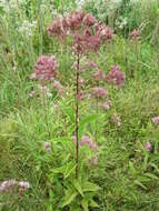 Image of Coastal-Plain Trumpetweed