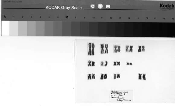 Image of Chiroderma salvini scopaeum Handley 1966