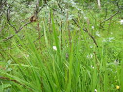 Image of Molinia caerulea subsp. caerulea