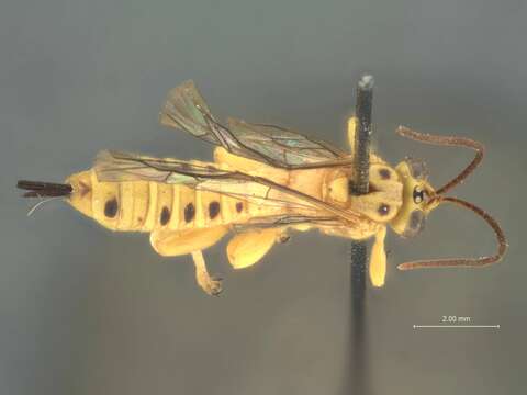 Image of Parasitoid wasp