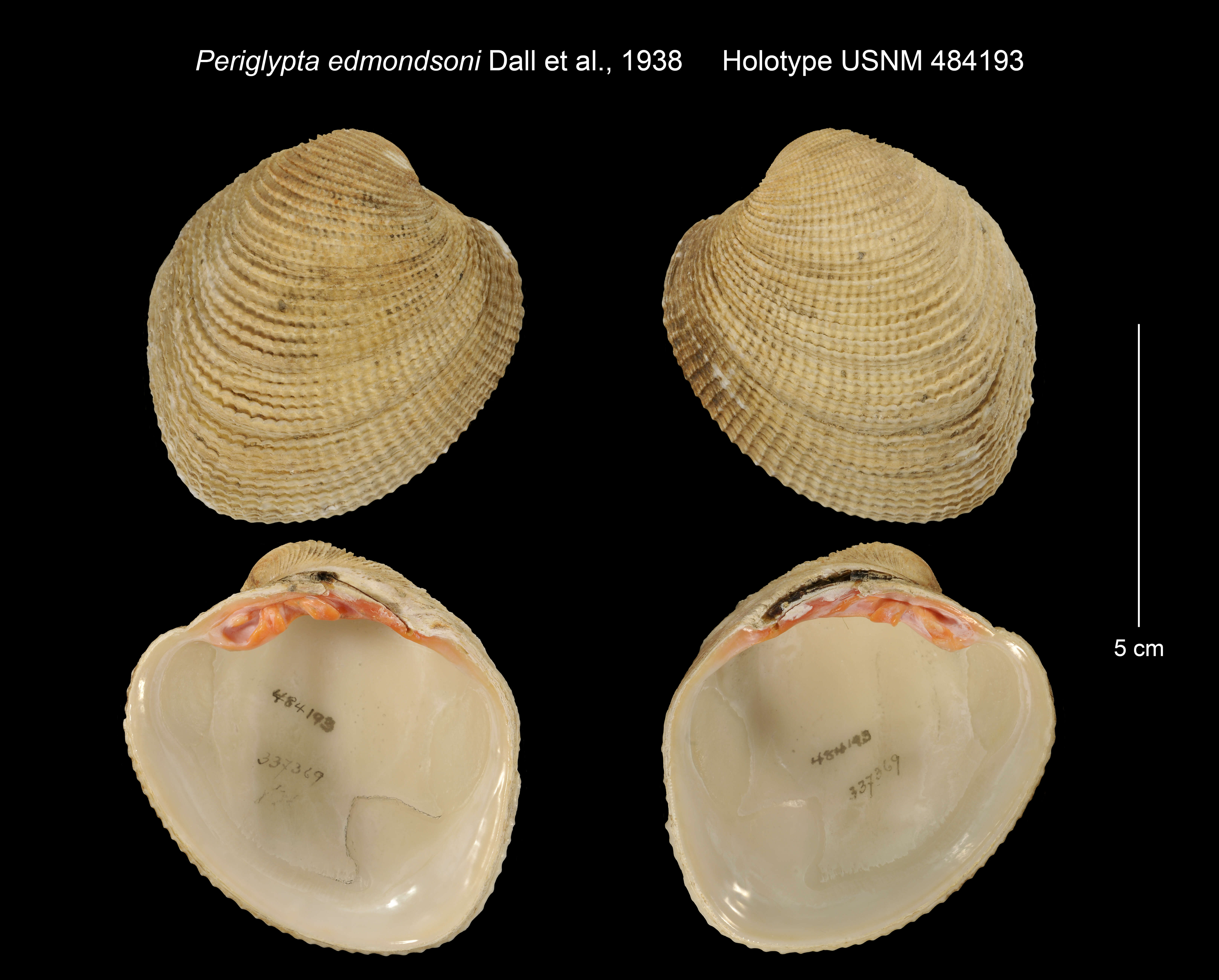 Image de Periglypta reticulata (Linnaeus 1758)