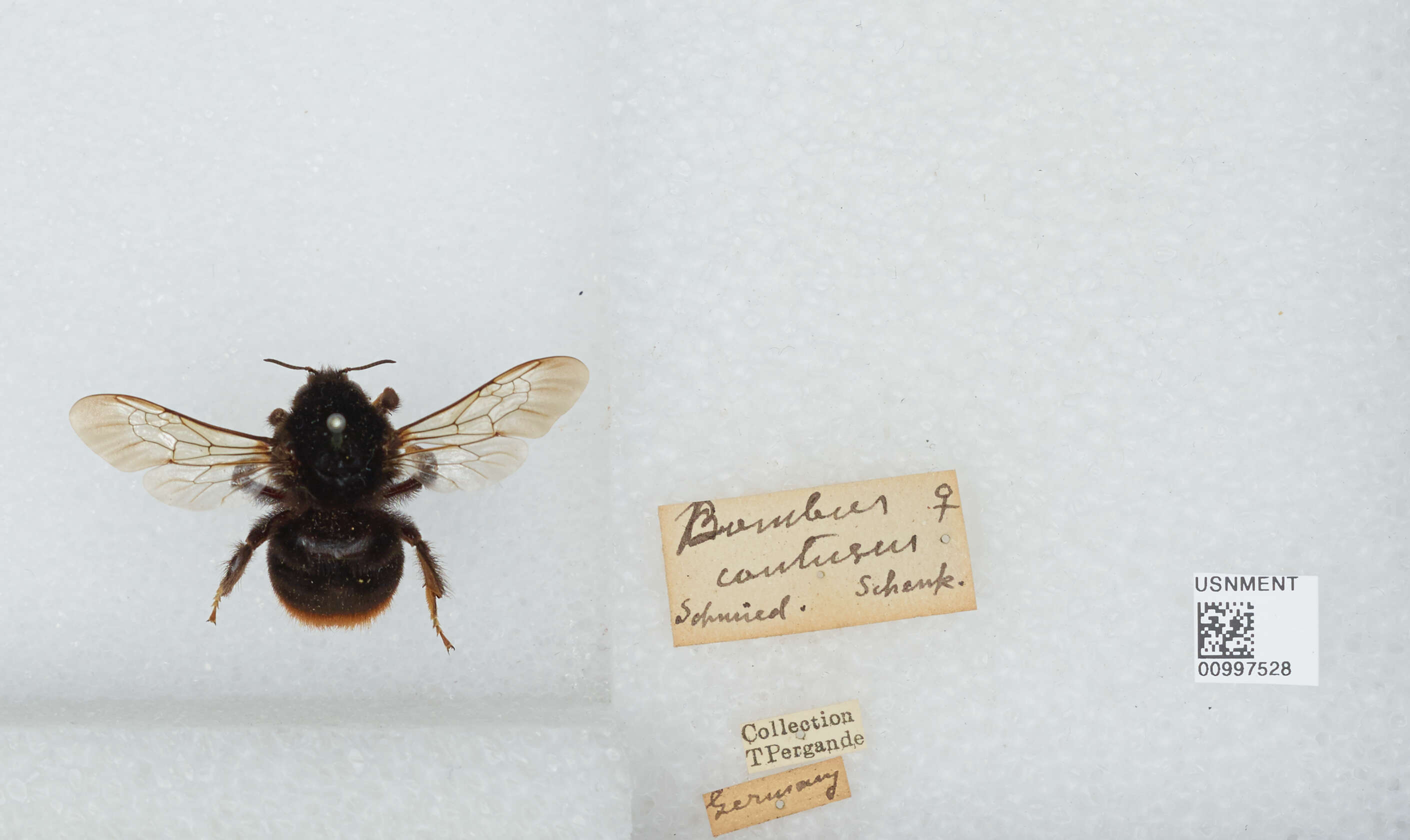 Слика од Bombus confusus Schenck 1861