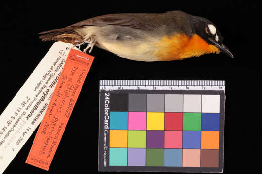 Image of Stiphrornis pyrrholaemus Schmidt & Angehr 2008