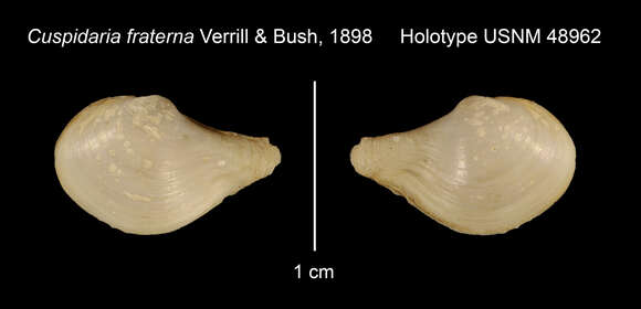 Image of Cuspidaria fraterna Verrill & Bush 1898