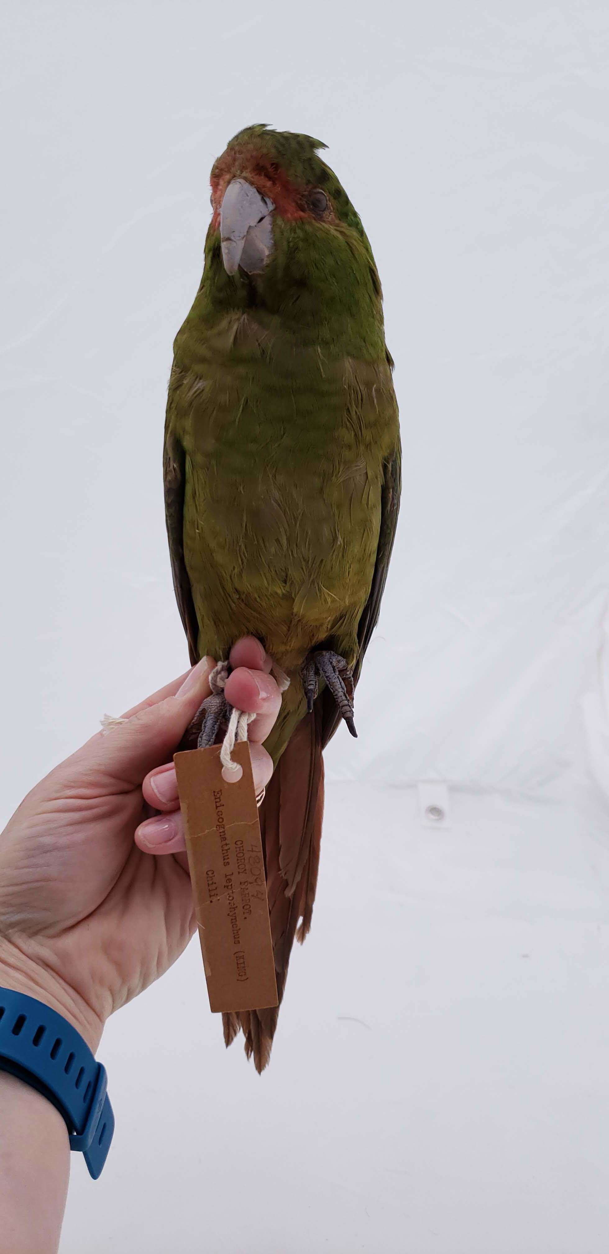 Image of Slender-billed Conure