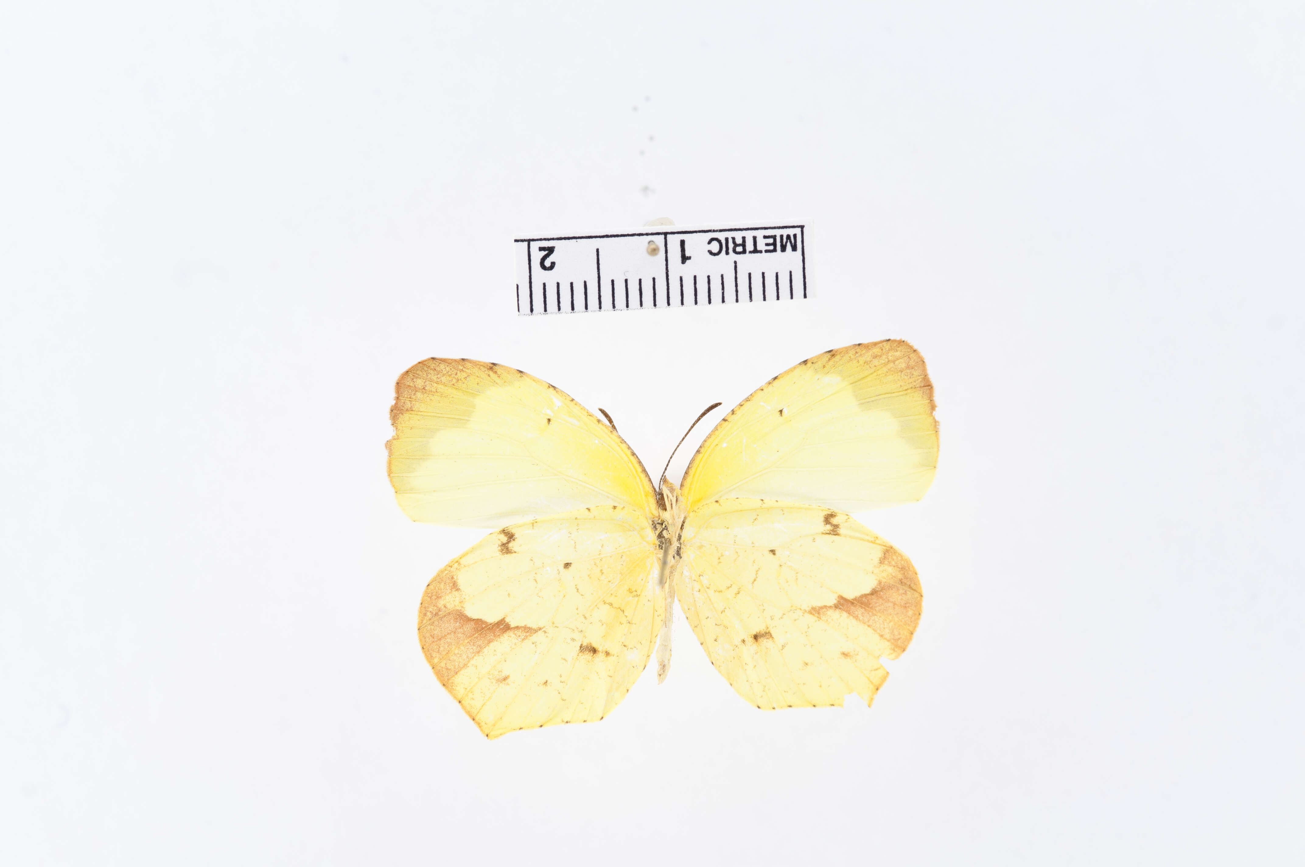 Image de Eurema arbela Geyer 1832