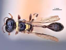 Image of Eupliloides holtensis albocollaris (Ashmead 1904)