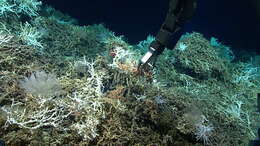 Image of lettuce coral