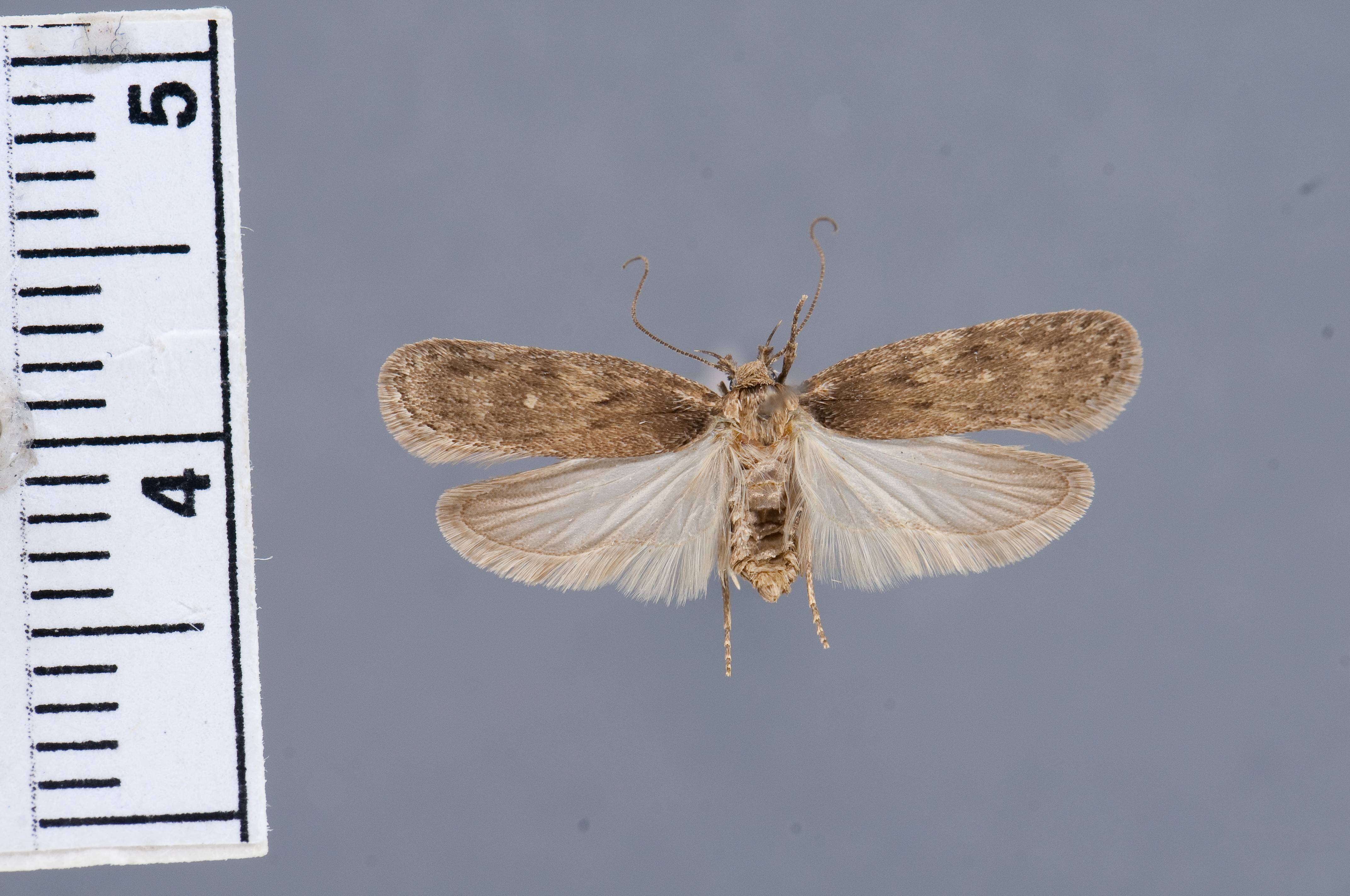 Image of Depressaria leptotaeniae Clarke 1933