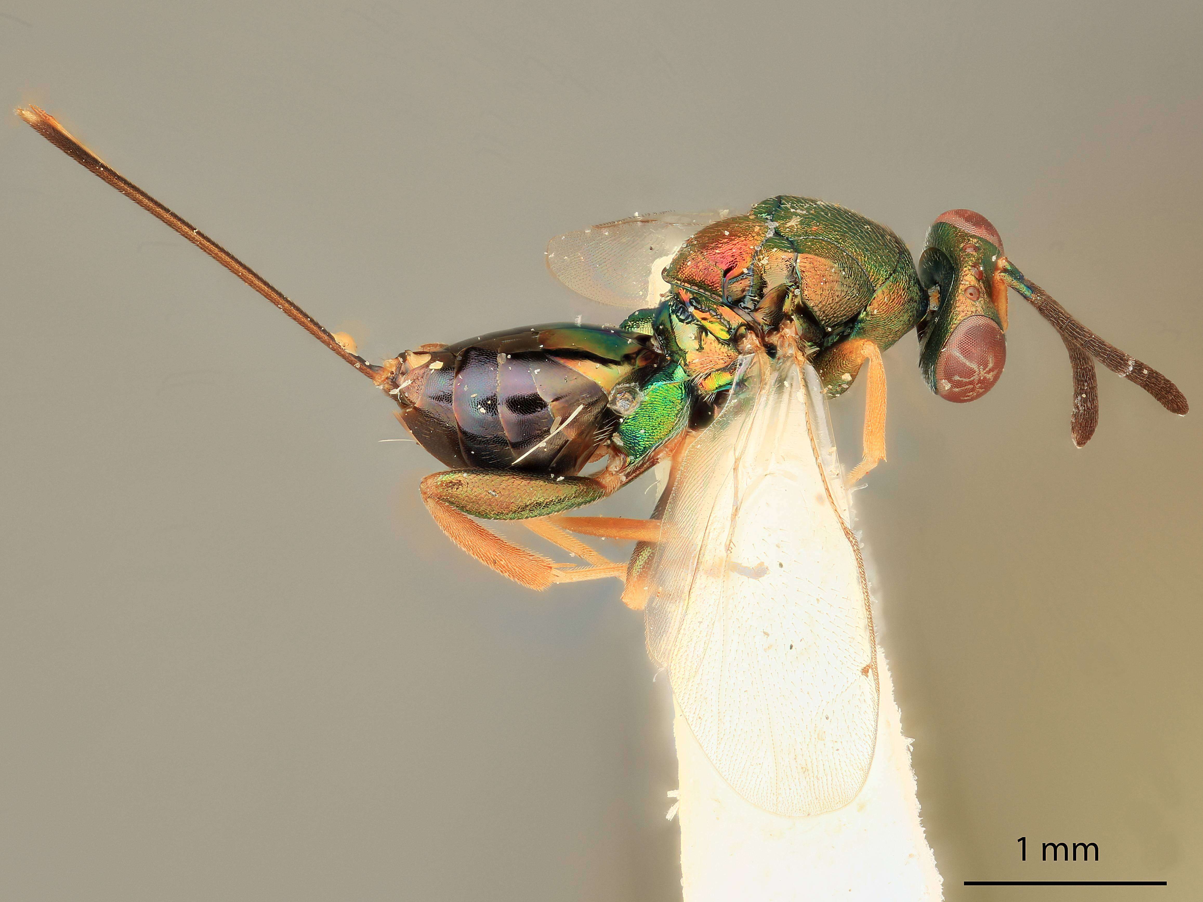 Image of Torymus longiscapus Grissell 1976