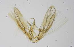 Image of Oidaematophorus cochise Barnes & Lindsey 1921